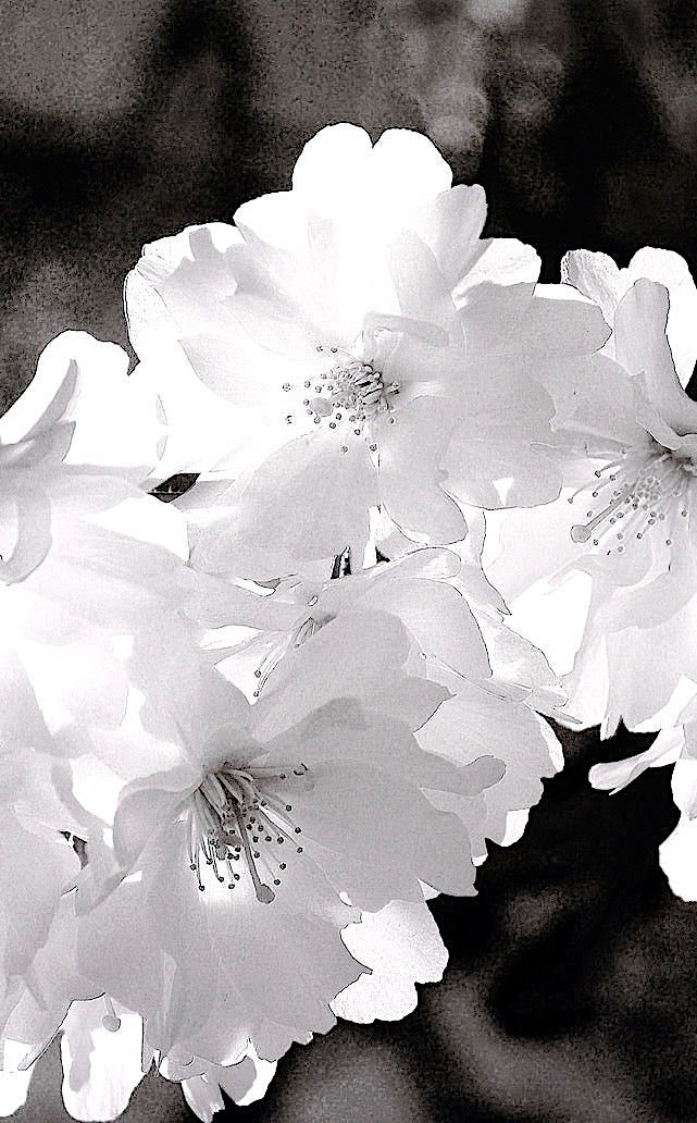 Cherry Blossom Art Flowers of 68